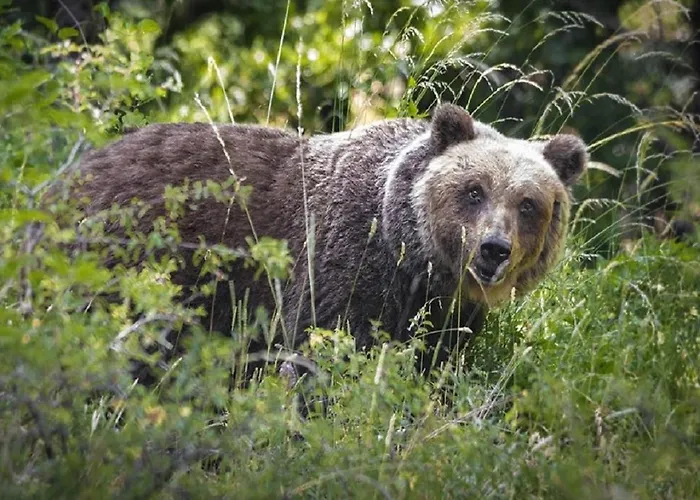 Iris Apartment, Parco Velino Sirente Διαμέρισμα *